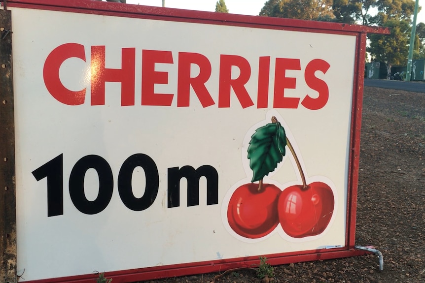 A sign announcing cherries in the next 100 metres.