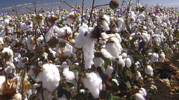 Cotton contradiction