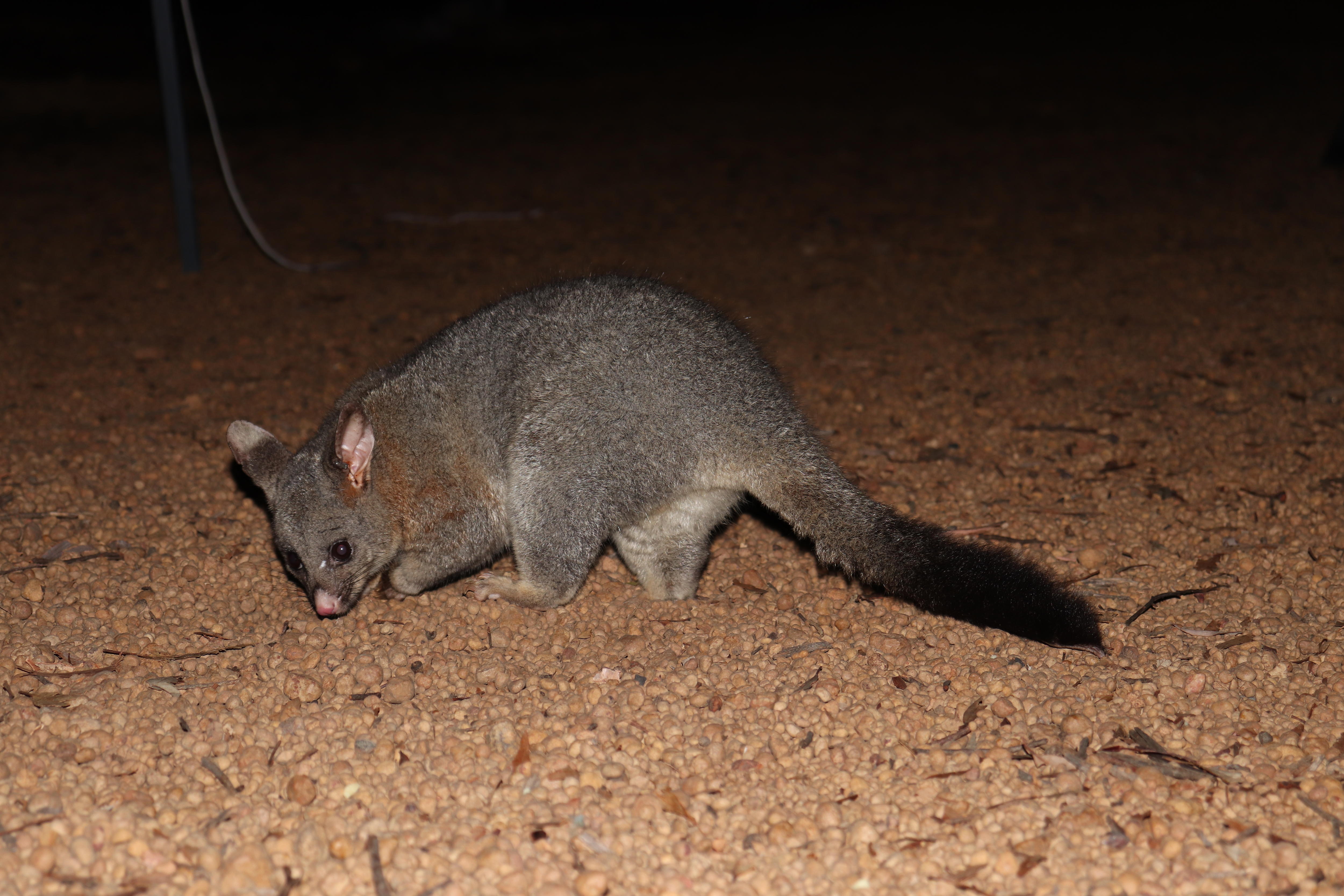 Brushtail Possum Dryandra2
