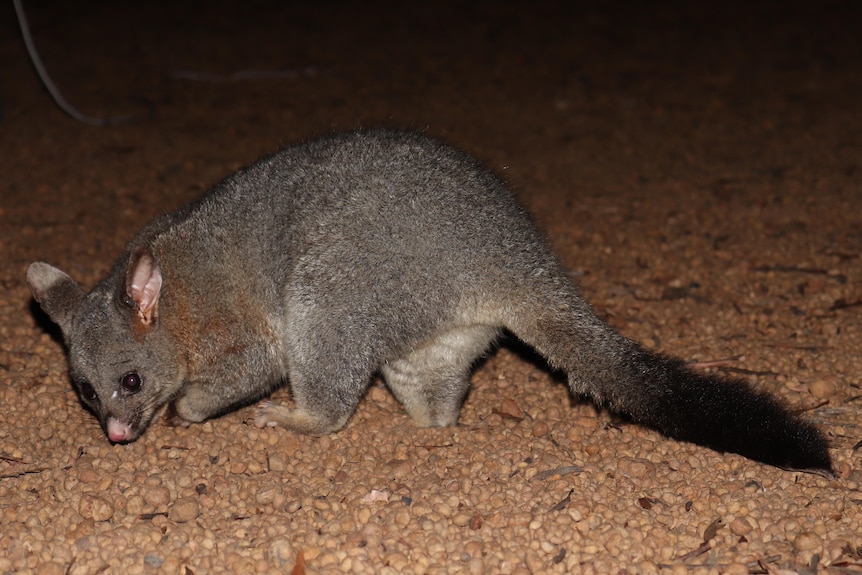 Brushtail Possum Dryandra2