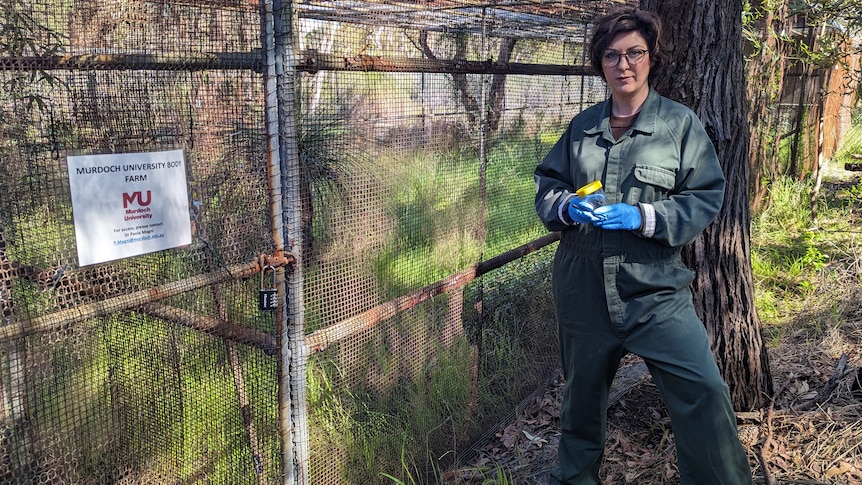 Paola Magni outside the Murdoch University body farm which is a large wire enclosure in bushland 