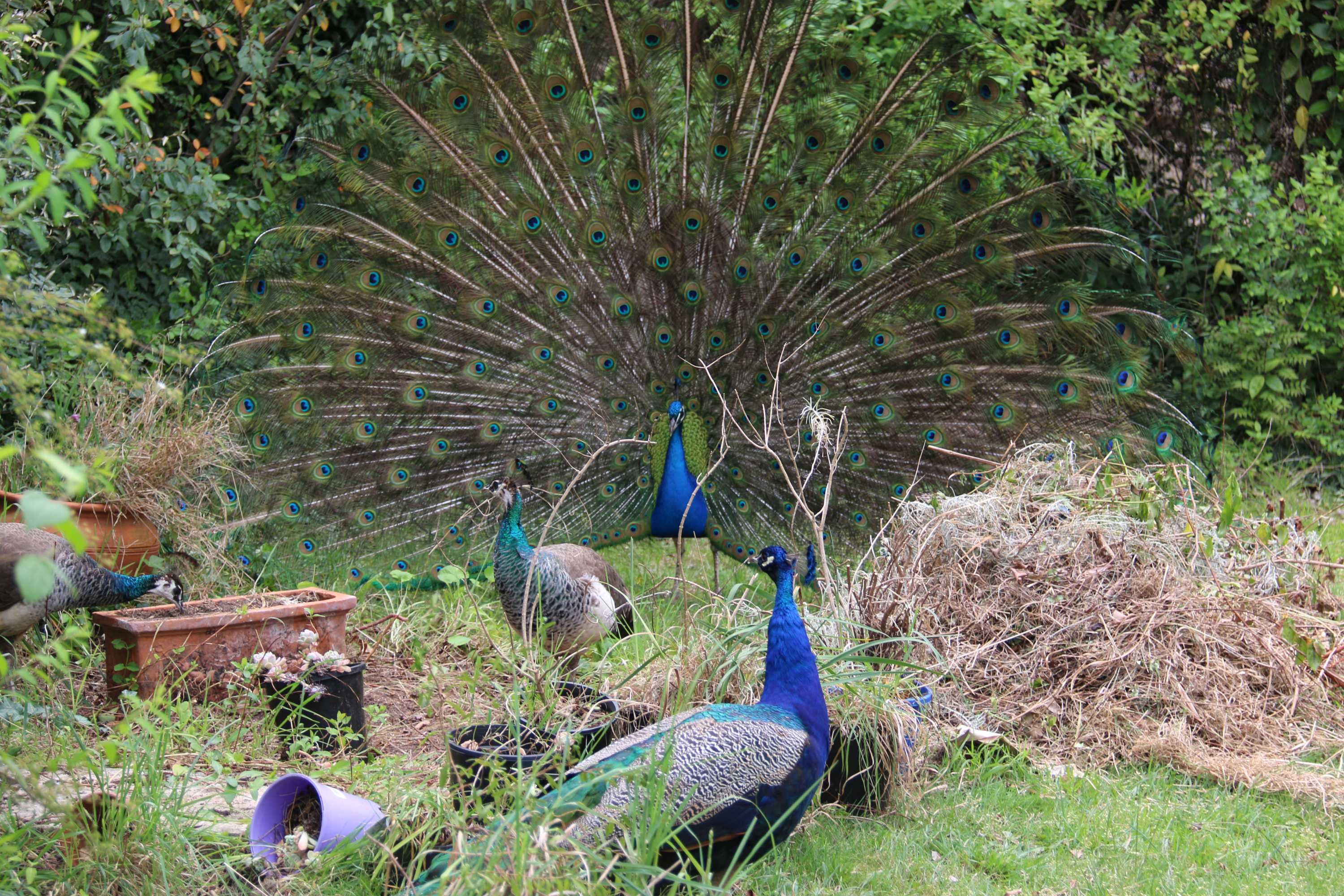 Canberra peacocks