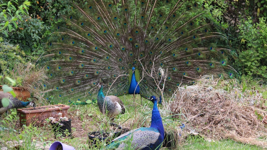 Canberra peacocks