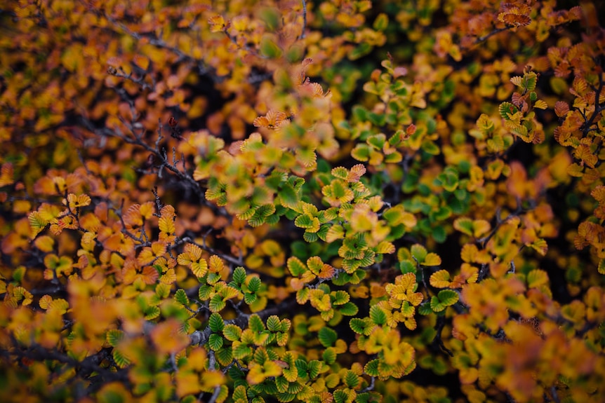 A bush of yellowing fagus leaves with just a few green ones still visible.