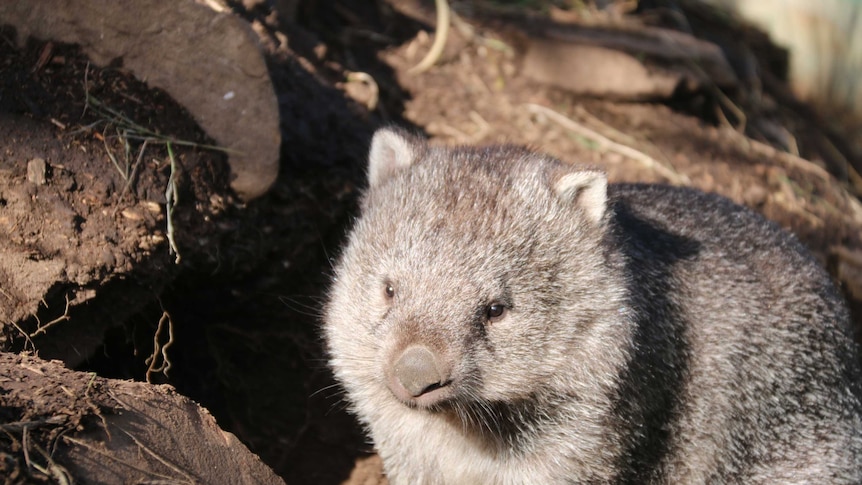 A healthy wombat