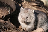 A healthy wombat