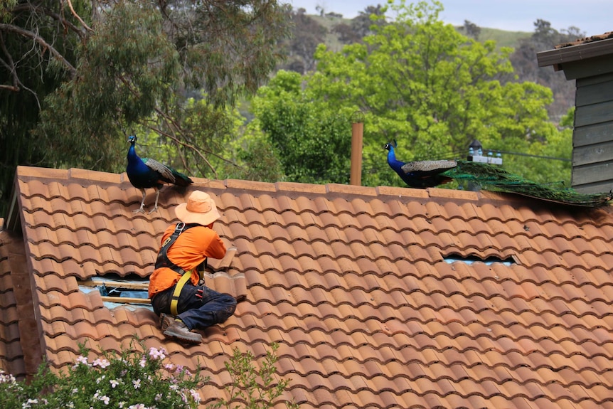 Peacocks in Canberra