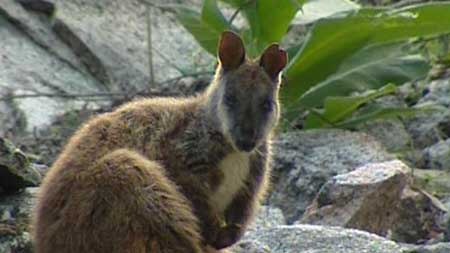 Eight Southern Brush Tailed Rock Wallabies bred at Tidbinbilla will be released in to the wild in Victoria.