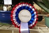 A red, white and blue champion ribbon sits in front of a collection of plants in pots.