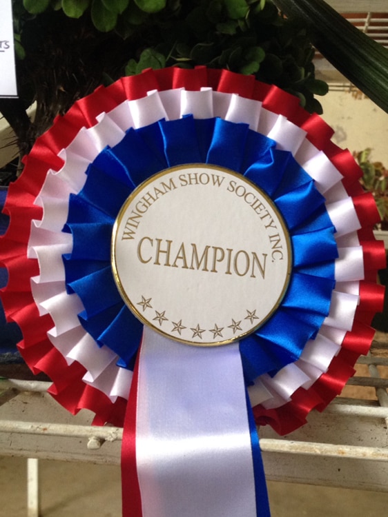 A red, white and blue champion ribbon sits in front of a collection of plants in pots.