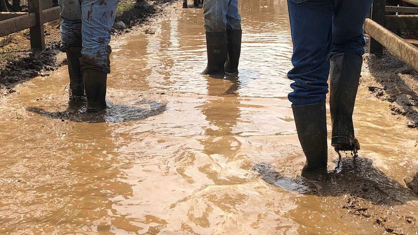 Boots walk through muddy water at the Blackall Cattle Saleyard