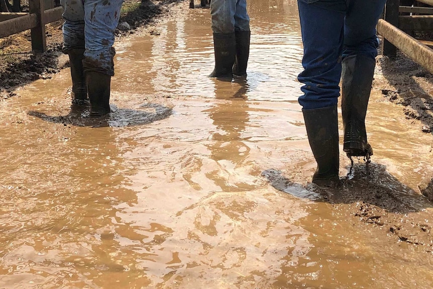 Boots walk through muddy water at the Blackall Cattle Saleyard