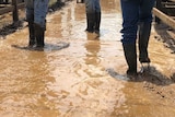 Boots walk through muddy water at the Blackall Cattle Saleyard