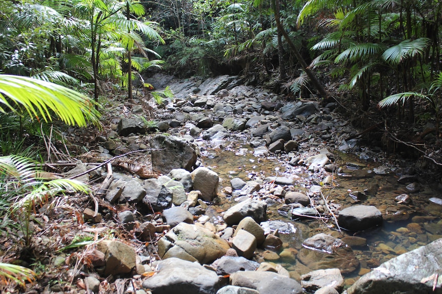 Water running down a rainforest creek with rocks in it and surrounded by ferns.