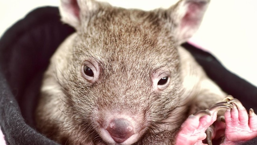 An orphaned wombat snuggles in to a fabric pouch.