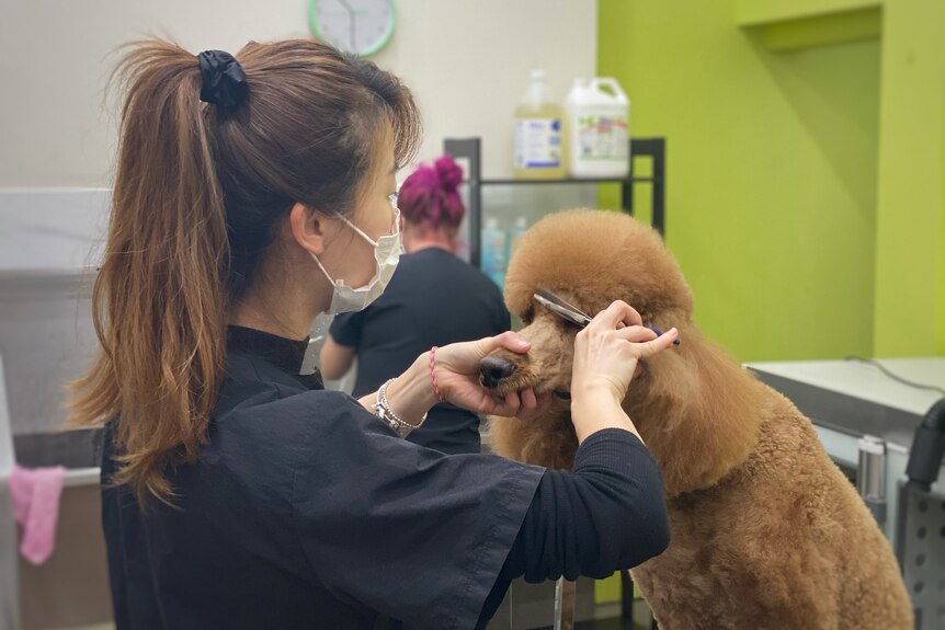 A woman wearing a face mask holds scissors up to a light brown poodle's fringe