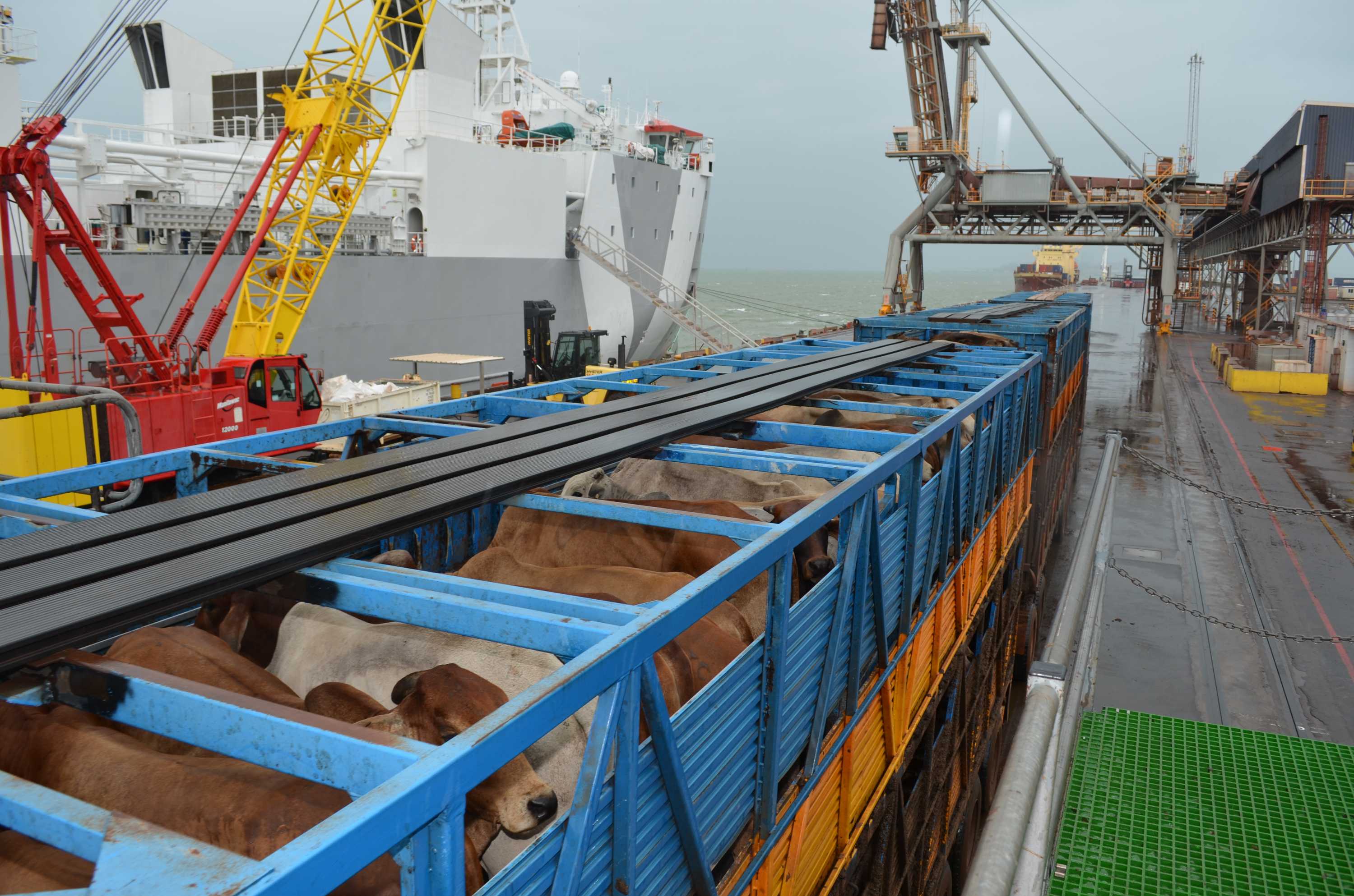 Live export cattle trade to Vietnam expected to be slow this year ABC