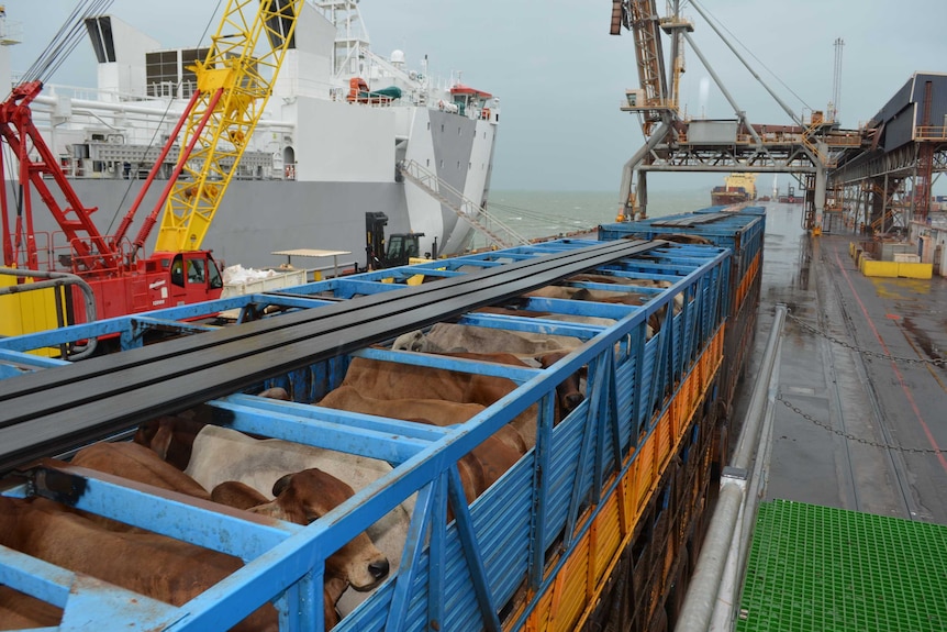 Cattle in crates and loaded onto a ship