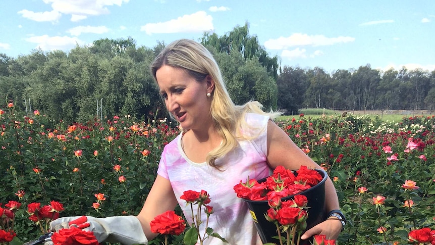 A woman cuts bright red roses on a farm near Swan Hill in Victoria