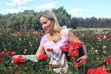 A woman cuts bright red roses on a farm near Swan Hill in Victoria