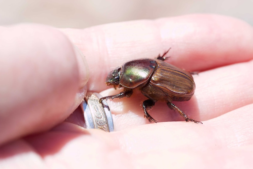 Dung Beetles: Onitis aygulus