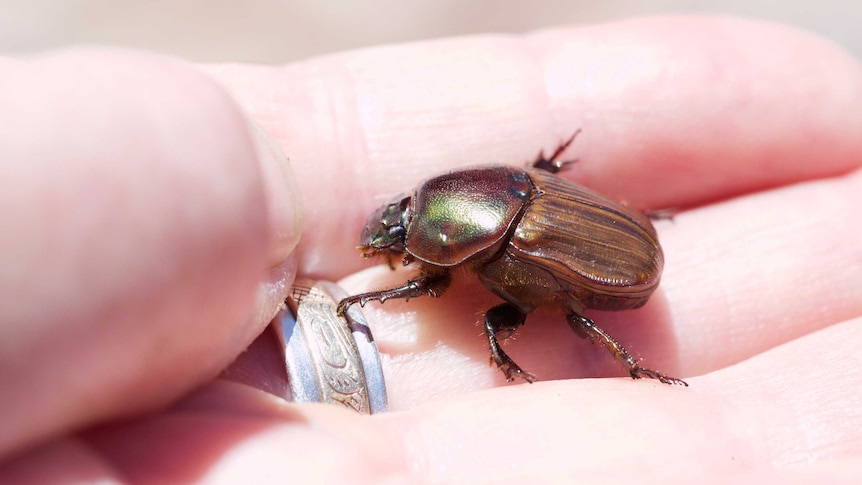 This beetle is two toned - brown and irridescent green, and it is about as wide as a man's finger.