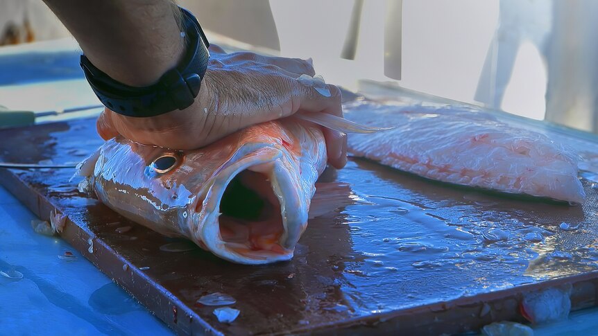 A hand holds down a fish with mouth open as it is filleted