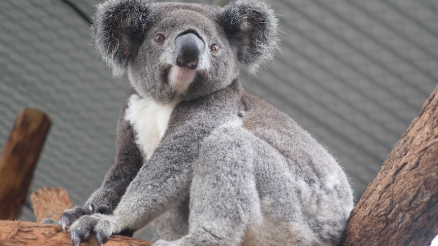 A koala on a branch under a tin roof