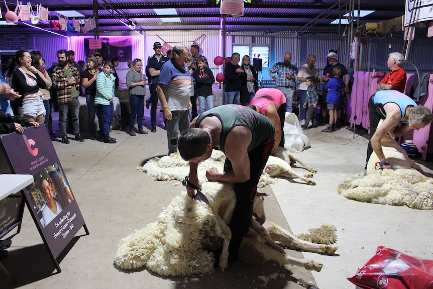 A shearer shears a sheep with clippers while dozens of onlookers watch in the background