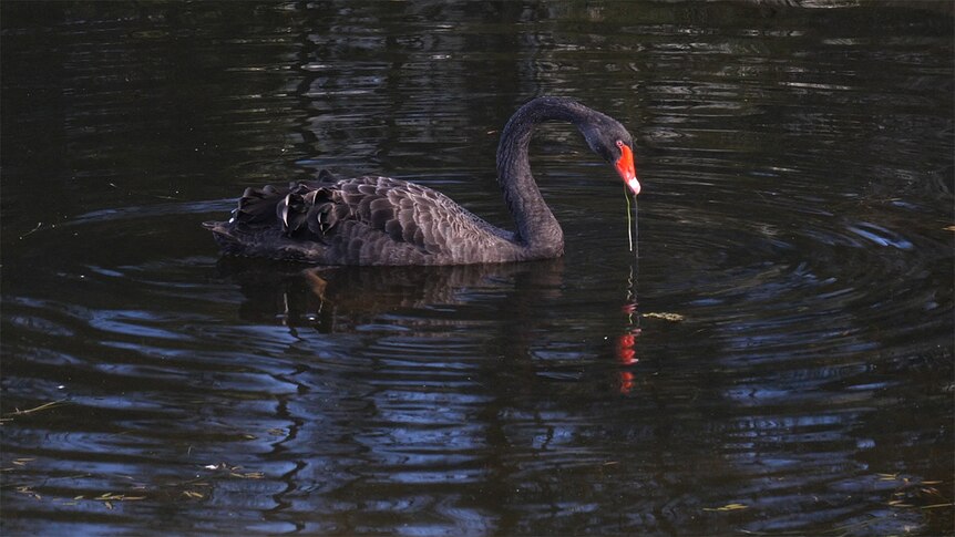 A black swan swims in a lake