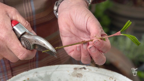 Hands holding plant cutting and using secateurs to remove bottom section of stalk