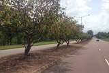 browning trees on a urban median strip