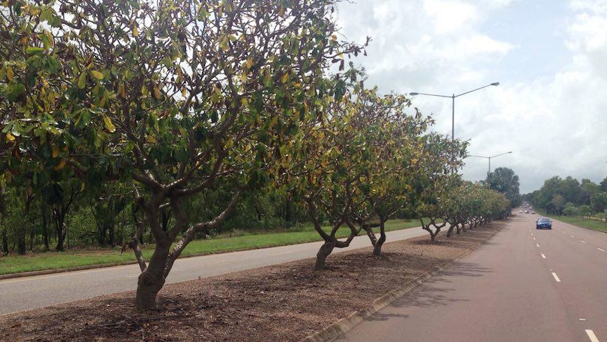 browning trees on a urban median strip