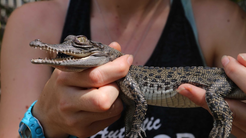 A woman holds a baby crocodile.