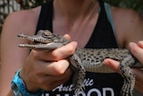 A woman holds a baby crocodile.