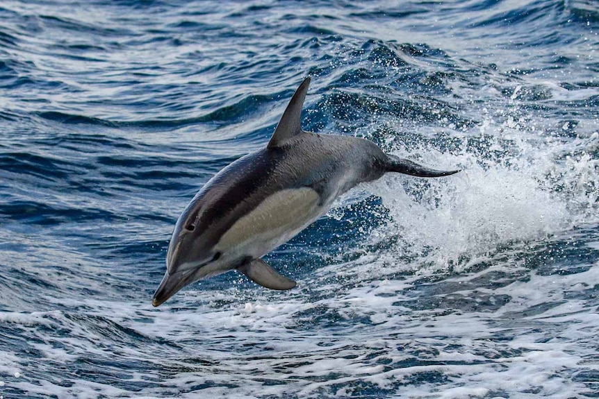 A dolphin in action through the waves.