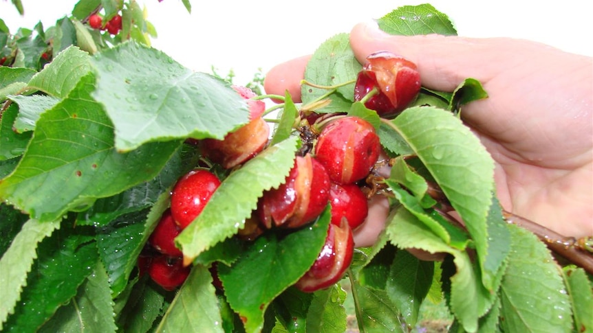 Hail and rain has wiped out 80 per cent of some cherry crops.