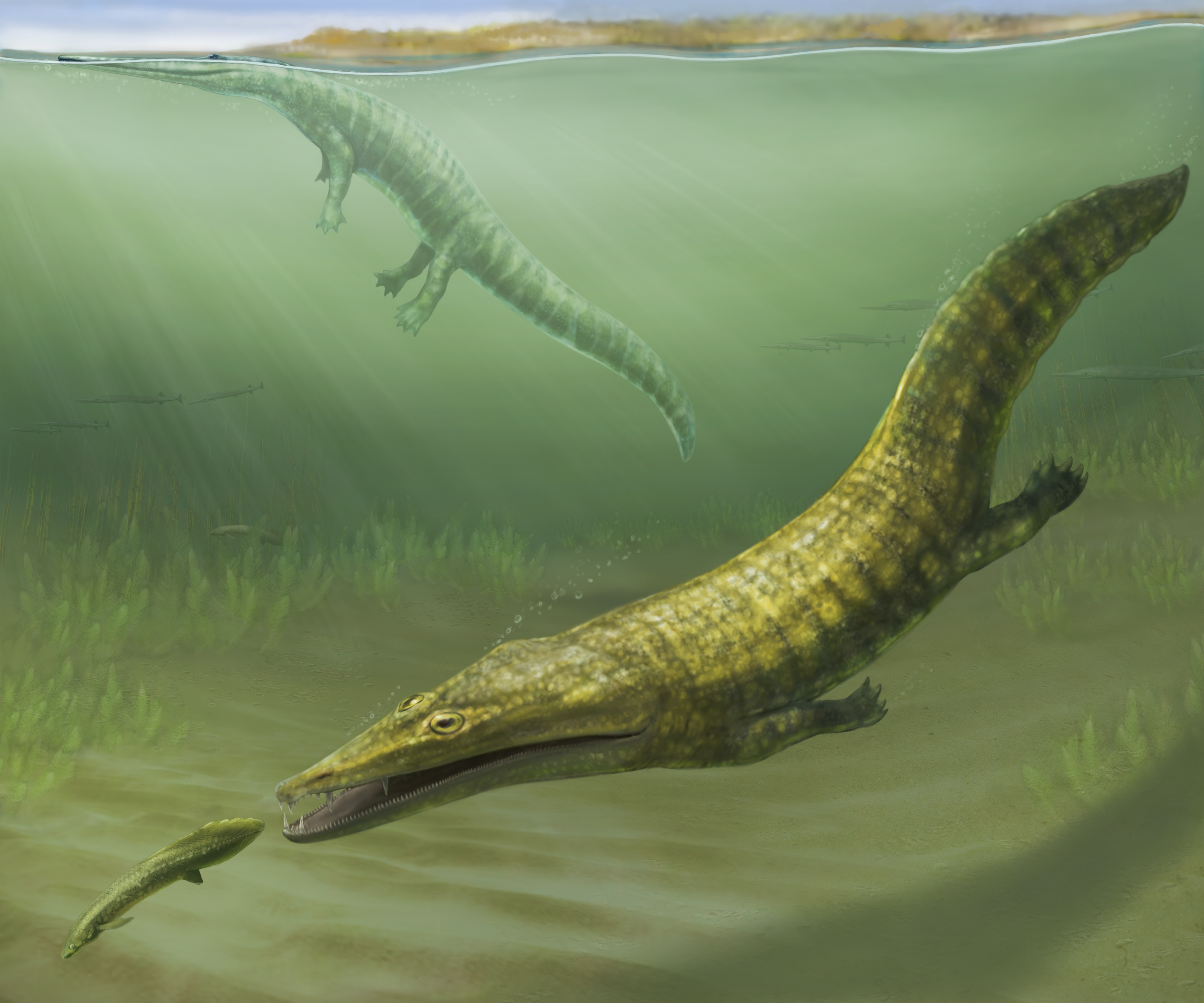 Ancient salamander-crocodile predator revealed by new WA fossil research