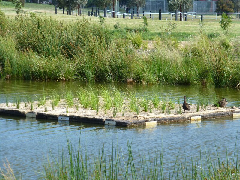 Floating islands to be built on Murray River could protect turtles from