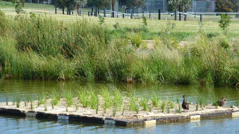 Square-shaped artificial island sits in the centre of wetlands with ducks walking on it.