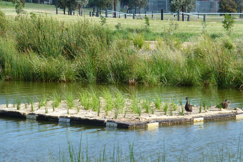 Square-shaped artificial island sits in the centre of wetlands with ducks walking on it.