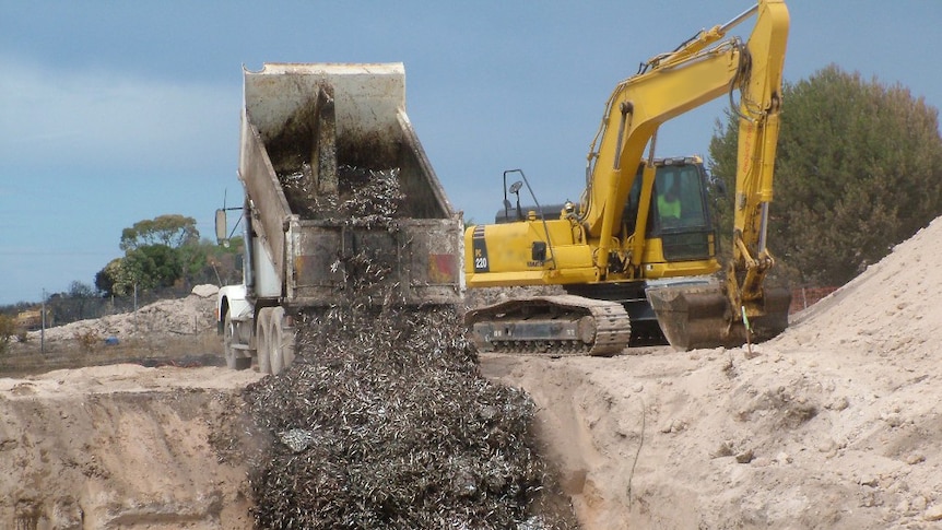 Rotting pilchard disposal