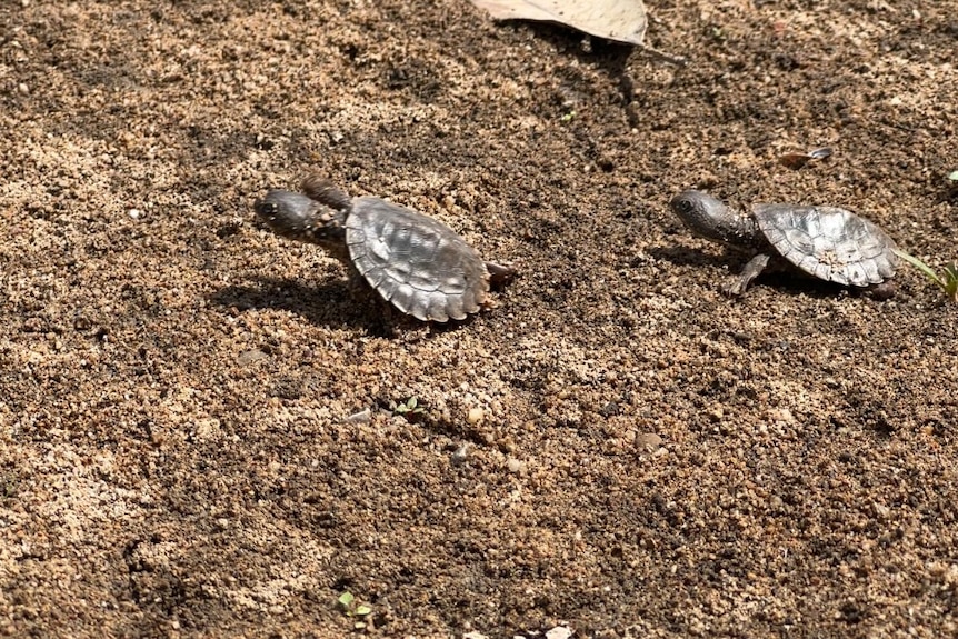 Two small turtles run along the ground
