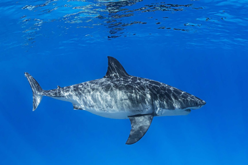 A large Great White shark swims near the surface in clear blue water.