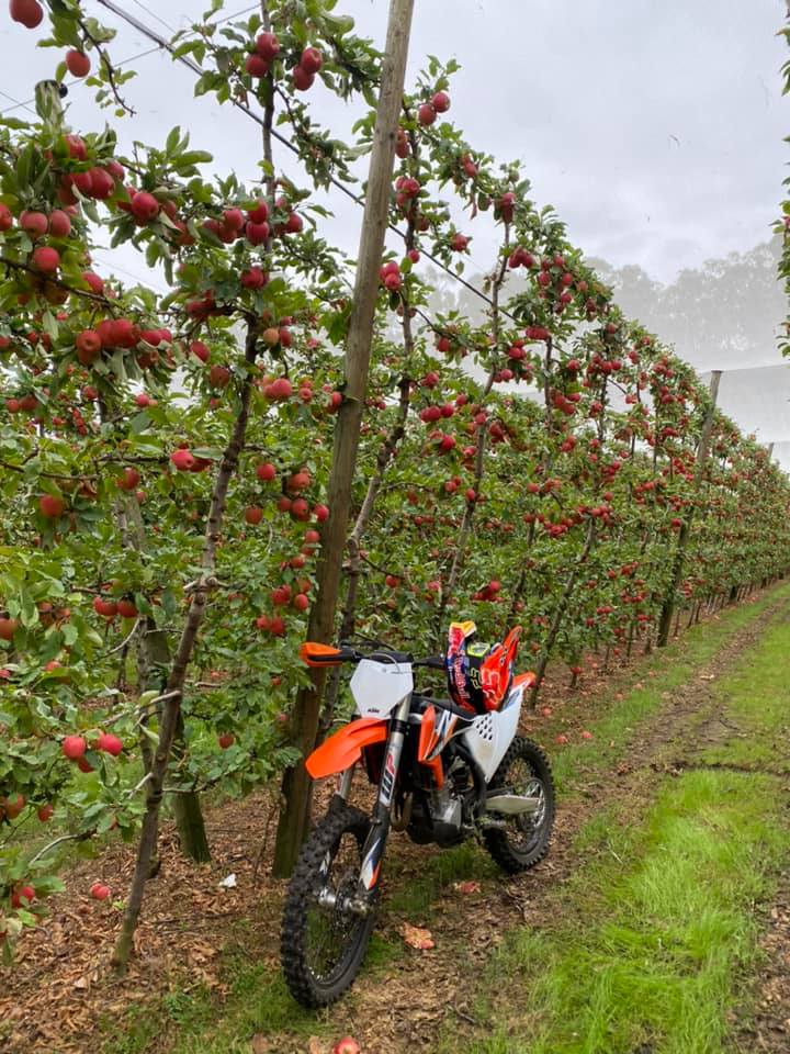 A motorbike pictured against a backdrop of an orchard.