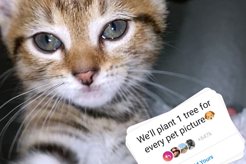 A photo of a brown and white cat's face with the Instagram sticker claiming to plant a tree for every pet photo picture.