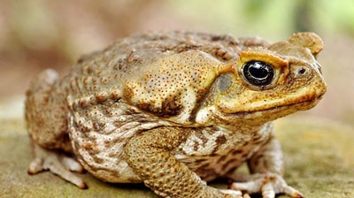 Park rules: The general public is forbidden to remove toads from Kakadu. [File photo]