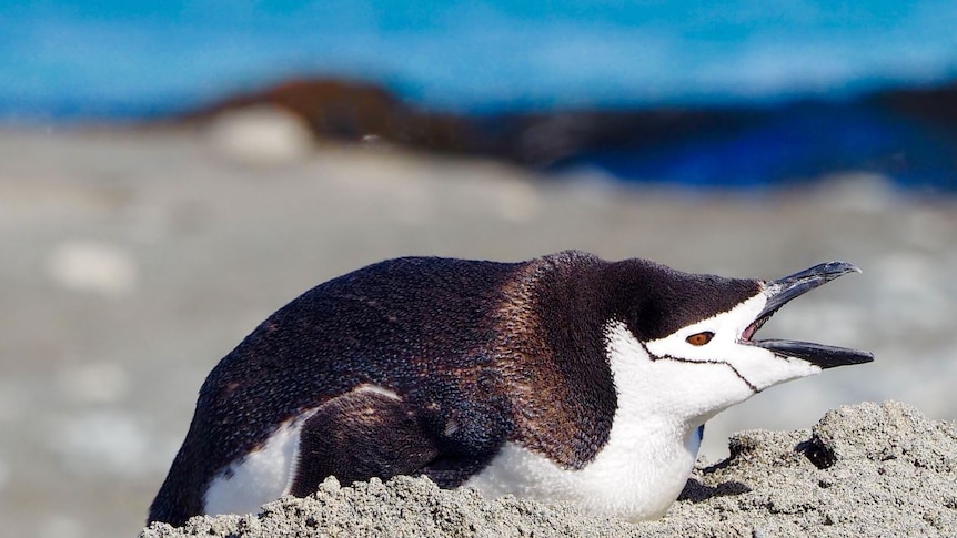 Chinstrap penguin squawking Macquarie Island January 2017