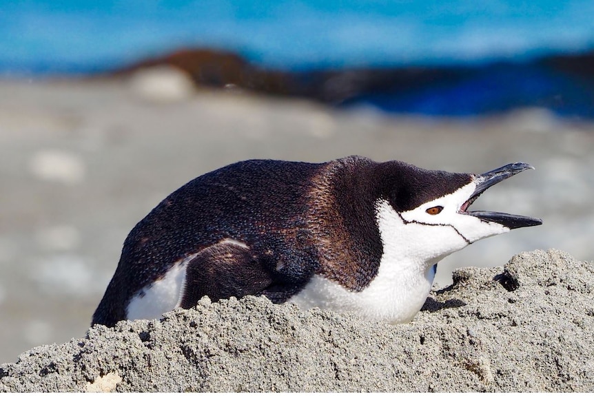 Chinstrap penguin squawking Macquarie Island January 2017