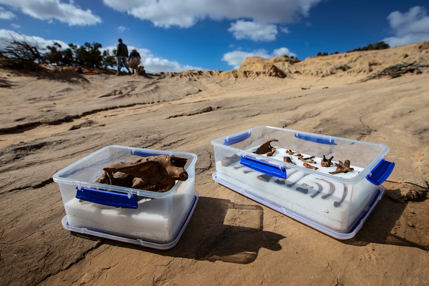 Fossils sit in containers on the arid hard landscape of Lake Mungo.